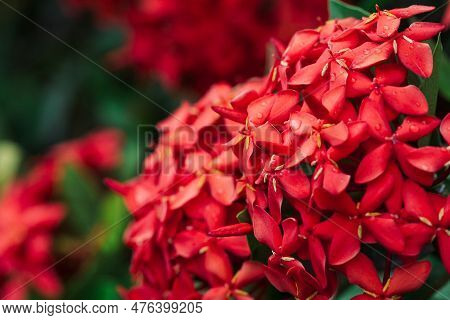 Ixora Coccinea (also Known As Jungle Geranium, Flame Of The Woods Or Jungle Flame Or Pendkuli) Is A 