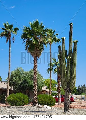 Saguaro With White Flowers And Tall Palm Trees At Xeriscaped Streets In Phoenix, Arizona