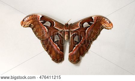 Closeup Shot Of An Adult Beautiful Atlas Moth Insect Specimen, The Largest Moth, With Its Wings Spre