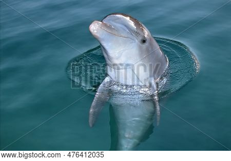 Curious Bottlenose Dolphin Sticking Out Its Head Out Of The Water To Stare