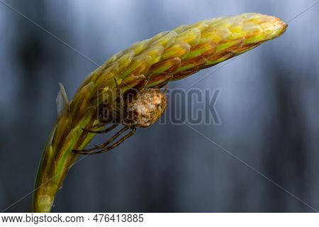 Macro Shot Of Metellina Spider On Tip Of Green Leaf, Wildlife In Natural Environment.