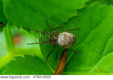 Macro Shot Of Metellina Spider On Tip Of Green Leaf, Wildlife In Natural Environment.