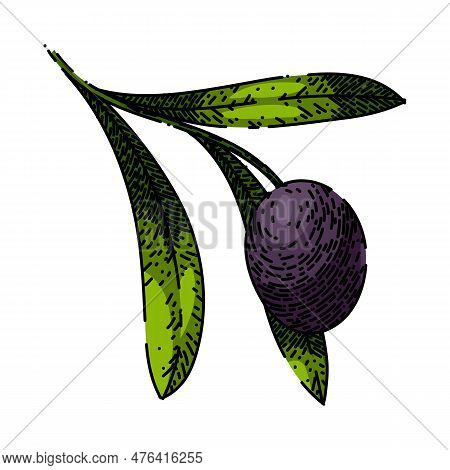 Oline Branch Food Hand Drawn. Olive Natural, Green Organic, Plant Fresh, Leaf Leaves, Tree Healthy O