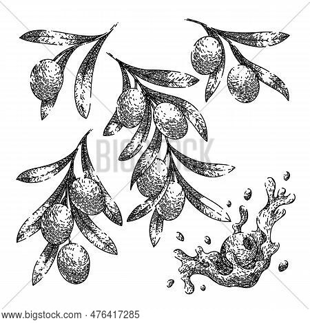 Oline Oil Food Set Hand Drawn. Olive Natural, Branch Green, Organic Mediterranean, Fresh Leaf, Leave