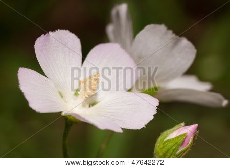 粉红罂粟锦葵 Callirhoe alcaeoides 花卉盛开在夏天