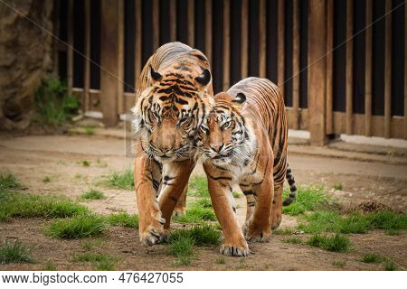 Asian Tigers Are Going In Zoo Habitat. He Is Waiting For Animal Caretaker.