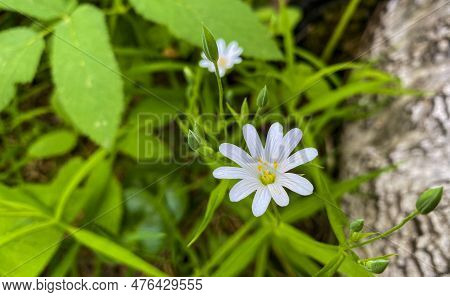 White Chickweed Lanceolate In The Forest In Spring. Chickweed Lanceolate On A Background Of Tree Bar