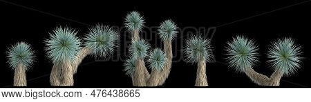 3d Illustration Of Set Yucca Rostrata Plant Isolated On Black Background