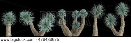 3d Illustration Of Set Yucca Rostrata Plant Isolated On Black Background
