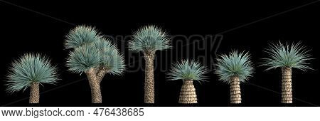 3d Illustration Of Set Yucca Rostrata Plant Isolated On Black Background
