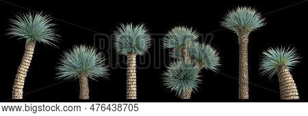 3d Illustration Of Set Yucca Rostrata Plant Isolated On Black Background