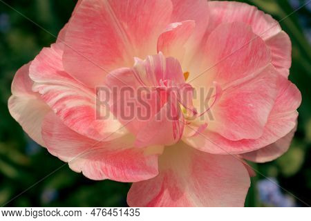 Pink Tulips Angelique. A Bloom And A Bud Angelique Tulip With Shallow Depth Of Field. Tulip Angeliqu