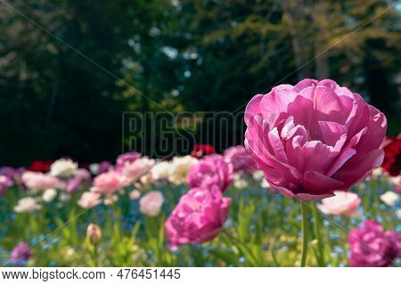 Pink Peony Flowered Double Tulip 'angelique' In Flower. Many Of 'angelique' Tulip In The Sunlight