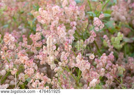 Inflorescence Of The Sorrel Rumex Cyprius