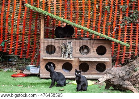 Panorama Of A Cat House, A Cat Shelter Providing Food And Help For Stray Cats In The City Center Of 