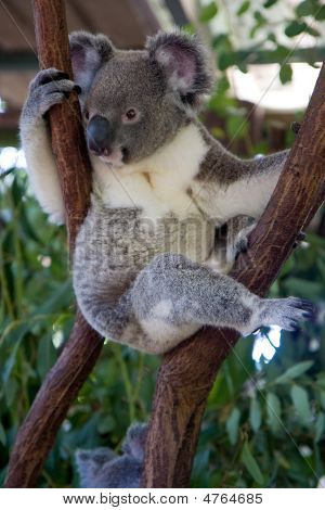 Koala