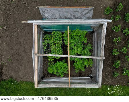 Foil Greenhouse For Growing Vegetables Simply Made From Shrink Wrap For Food Packaging Used For Grow
