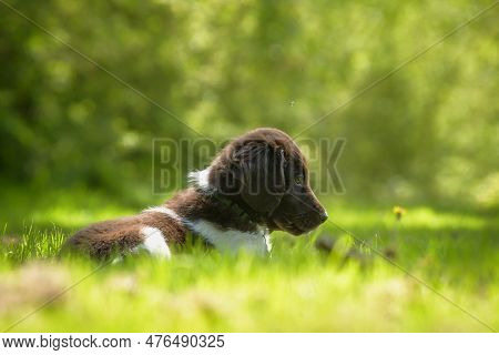 Cute Stabyhoun Puppy On A Green Lawn Near A Forest In The Spring