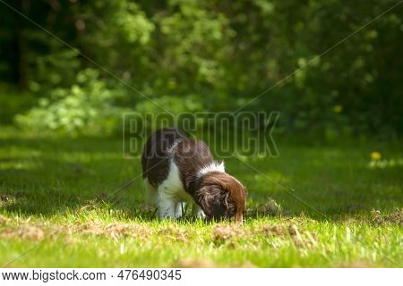 Cute Stabyhoun Puppy On A Green Lawn Near A Forest In The Spring
