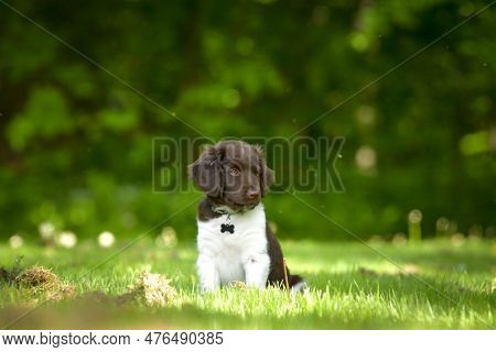 Cute Stabyhoun Puppy On A Green Lawn Near A Forest In The Spring