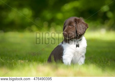 Cute Stabyhoun Puppy On A Green Lawn Near A Forest In The Spring