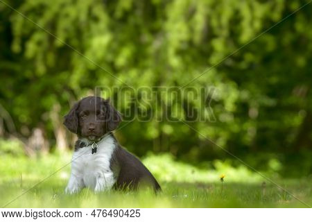 Cute Stabyhoun Puppy On A Green Lawn Near A Forest In The Spring