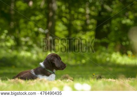 Cute Stabyhoun Puppy On A Green Lawn Near A Forest In The Spring