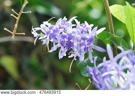 Sandpaper Vine, Purple Wreath Or Queens Wreath Or Purple Flowers