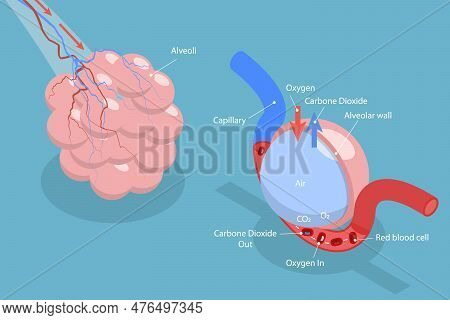 3d Isometric Flat Vector Conceptual Illustration Of Alveolus Gas Exchange, Respiratory System