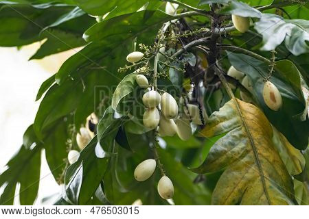 Leaves And Fruits Of An Aralidium Pinnatifidum Tree, A Species From Southeast Asia.