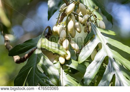 Leaves And Fruits Of An Aralidium Pinnatifidum Tree, A Species From Southeast Asia.