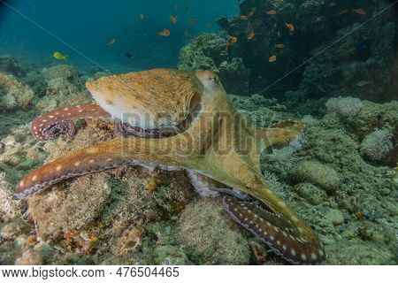 Octopus King Of Camouflage In The Red Sea, Eilat Israel