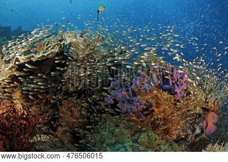 Colorful Coral Reef Teeming With Life. Gam, Raja Ampat, Indonesia