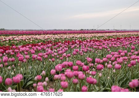 Bright Colored Tulip Field In The City Of Grevenbroich Germany