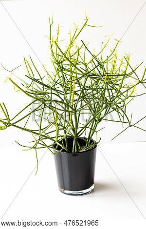 African Milk Bush Tree Potted Plant On Isolated White Background