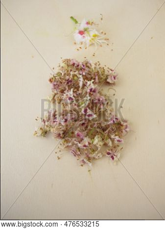 Dried Horse Chestnut Flowers On A Wooden Board, Flores Hippocastani