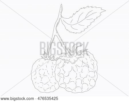 Linart Illustration Of Berries, Sketch Drawn By Digital Hands, In High Resolution. Isolates On A Whi
