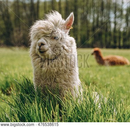 Alpacas Graze In The Spring Meadow High In The Mountains.