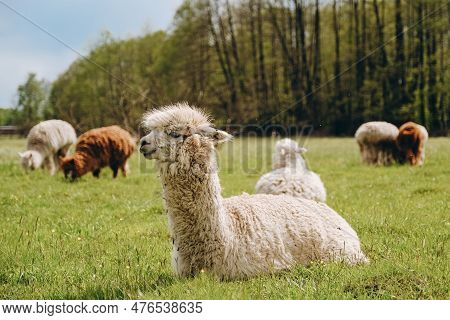 Alpacas Graze In The Spring Meadow High In The Mountains.