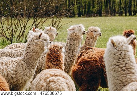 Alpacas Graze In The Spring Meadow High In The Mountains.