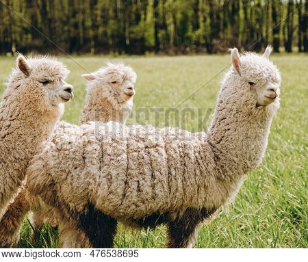 Alpacas Graze In The Spring Meadow High In The Mountains.