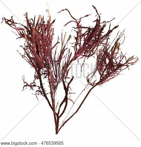3d Illustration Of Red Alga Gracilaria Isolated On White Background, Ocean Creatures