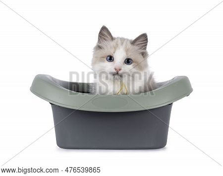 Adorable Blue Bicolor Ragdoll Cat Kitten, Sitting In Grey And Green Open Plastic Litterbox. Looking 