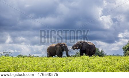 Two African Bush Elephant In Yellow Flowers Meadow In Kruger National Park, South Africa ; Specie Lo