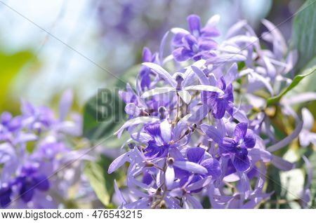 Sandpaper Vine, Purple Wreath Or Queens Wreath Or Purple Flowers