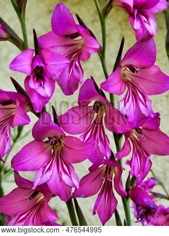 Byzantine Gladiolus (sword Lily) Growing Against A Limestone Wall