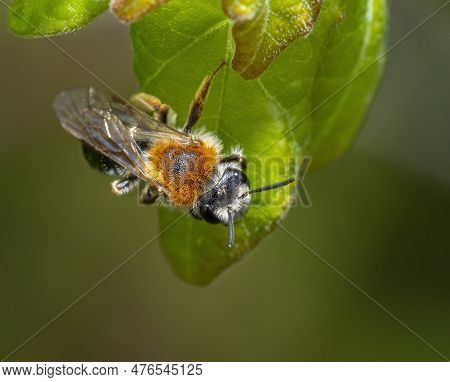 Mining Bee On Green Leaf Seen From Above