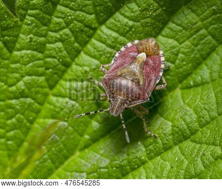 Macro Shot Of A Sloe Bug Resting On A Green Leaf
