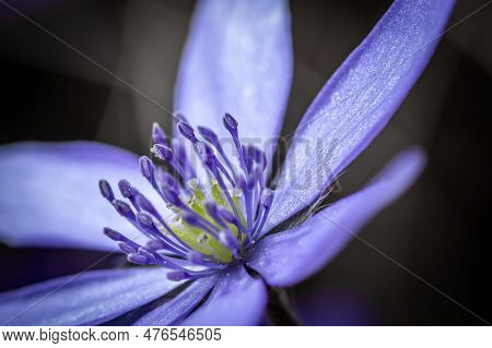 Scilla Bifolia (alpine Squill Or Two-leaf Squill). Beautiful Close-up Photo Of Scilla Bifolia Flower
