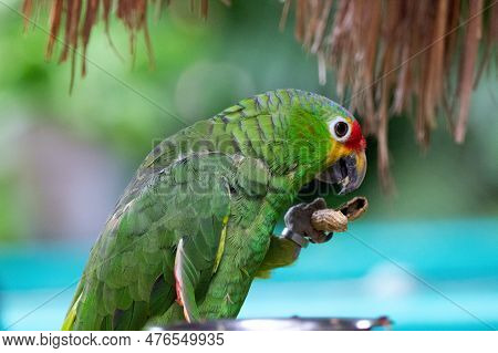 Colourful Bird Red-lored Parrot Is Putting Food In Its Mouse, Portrait.